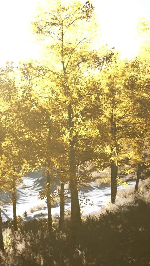 Golden leaves dance in sunlight on trees in a forest during fall season Stock Footage 338415566