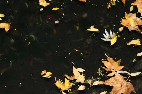 Golden Leaves on Dark Pond Stock Photos