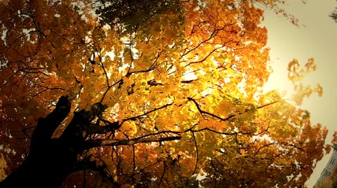 Golden leaves fall Stock Footage 34380254