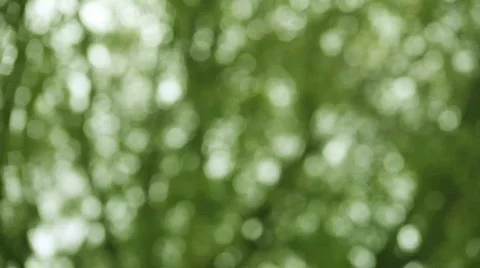 Golden leaves falling Stock Footage 650876