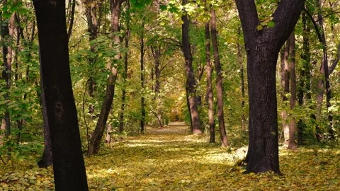 Golden leaves falling from trees along a scenic path in a sunlit autumn forest Stock Footage 344400456