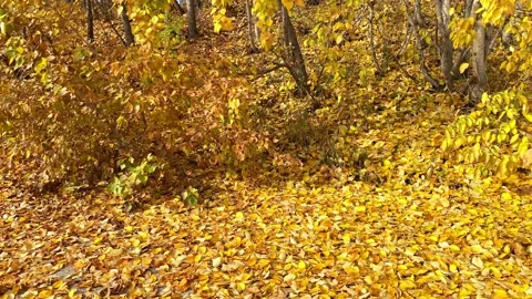 Golden leaves falling from trees on ground Stock Footage 162319659