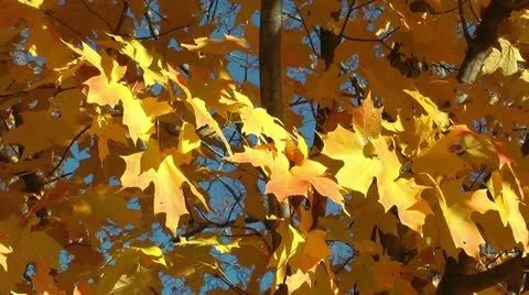 Golden leaves Stock Footage 11024366