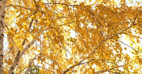 The golden leaves. Stock Footage 146333616