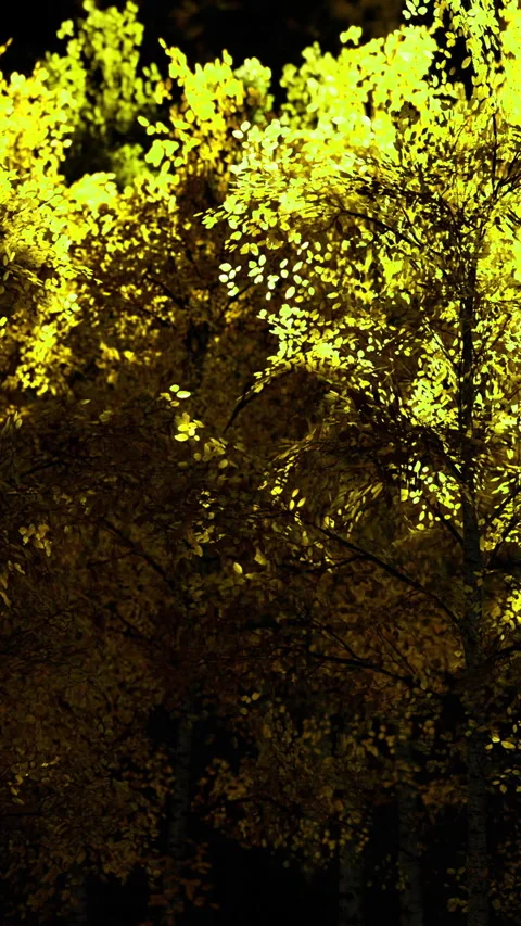 Golden leaves glow under moonlight in serene forest landscape at night Stock Footage 334257585