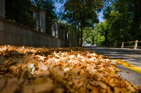 Golden leaves on the path Stock Photos