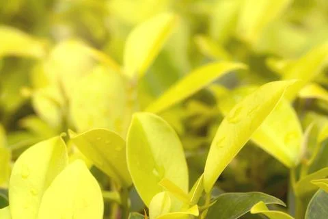 Golden leaves pattern for summer or spring season concept,leaf blur texture.. Stock Photos