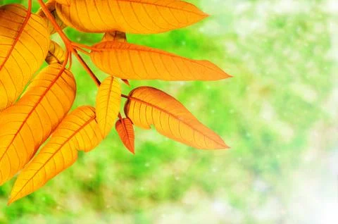 Golden leaves Stock Photos