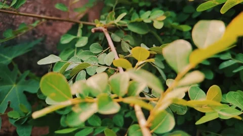 Golden Leaves in Sunlight Stock Footage 285310207