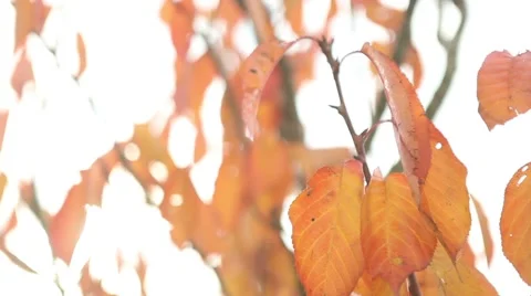 Golden leaves in tree Stock Footage 45159250