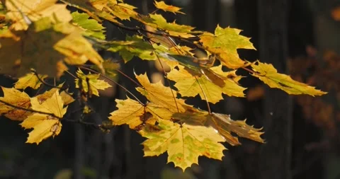 Golden leaves on a tree in slow motion Stock Footage 293941908