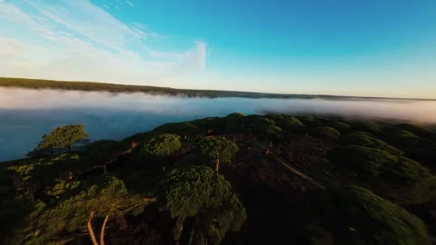 Golden light bathes misty forest and calm water Stock Footage 340903715