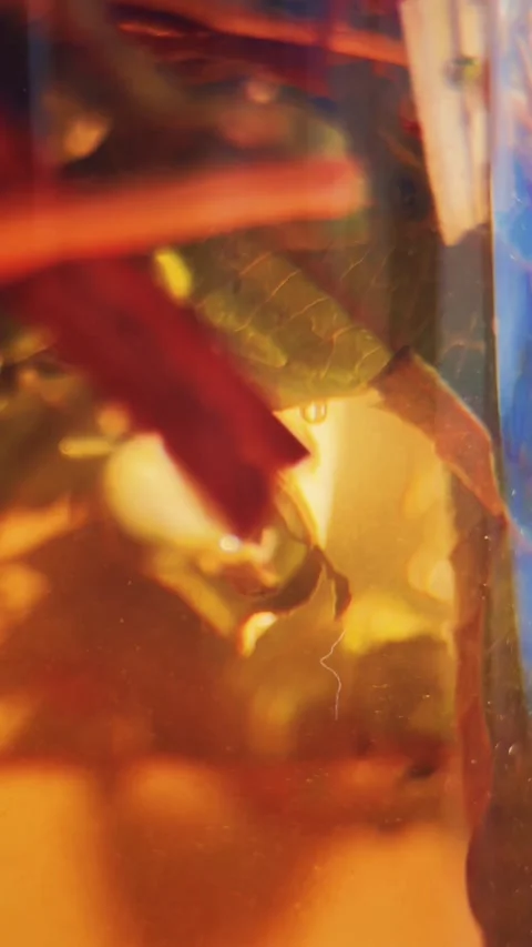Golden Light Bathing Tea Leaves in Glass Jar Stock Footage 338034293