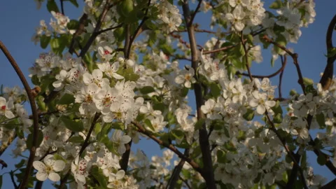 Golden Light on Blooming Pear Branches Stock Footage 332211380