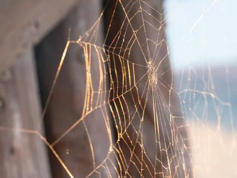 Golden light dances through a spider's intricate web Foto stock