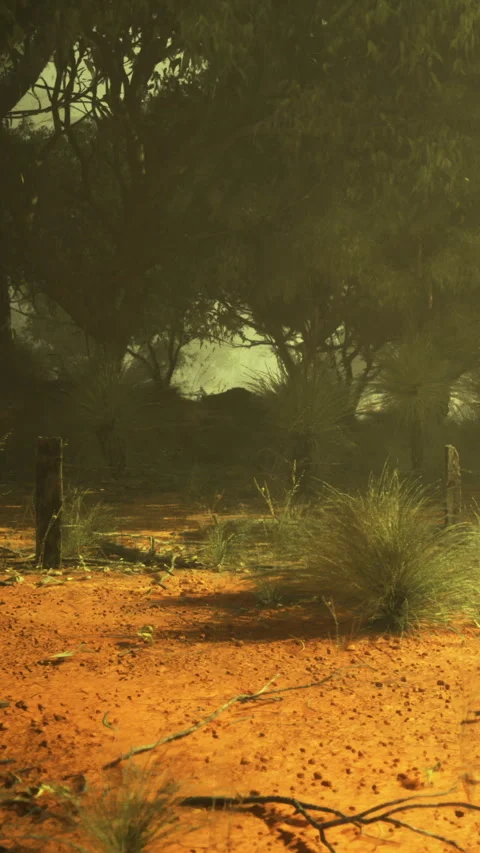 Golden light dances through the trees in a serene desert landscape Video stock 331691850