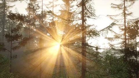 Golden light filtering through pine needles Stock Illustration
