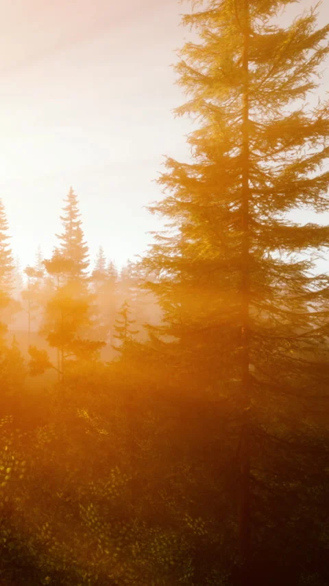 Golden light filters through trees in an autumn forest during sunset Stock Footage 341987604