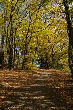 Golden Light on a Forest Path Stock Photos