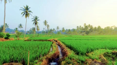 Golden light glows over lush green rice fields Stock Footage 339279287