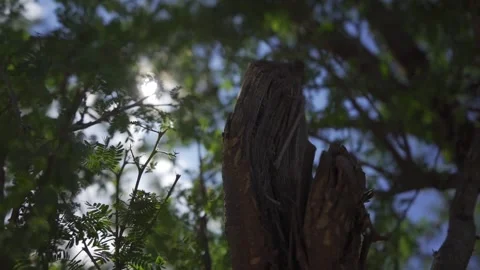 Golden Light: Green Tree Bathed in the Sun's Rays Stock Footage 293182207