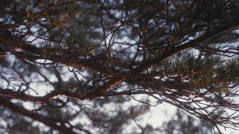 Golden Light Illuminates Pine Needles in Forest at Dusk Stock Footage 306354338