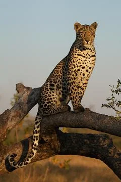 Golden light Leopard. Stock Photos