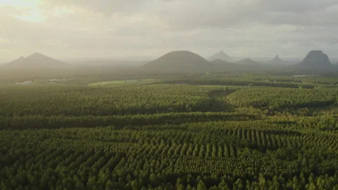 Golden Light Over Pine Plantations Facing the Glasshouse Mountains Stock Footage 310082333