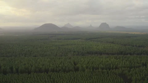 Golden Light Over Pine Plantations Facing the Glasshouse Mountains Stock Footage 310082614