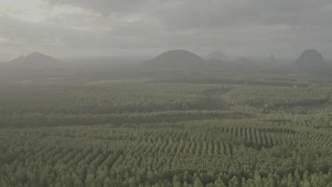 Golden Light Over Pine Plantations Facing the Glasshouse Mountains 4K HDR Stock Footage 310478922