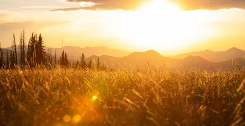 Golden light Stock Photos