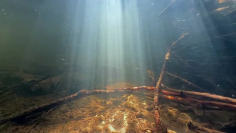 Golden light playing on the bottom of a shallow stream. Estonia. Video stock 315639957