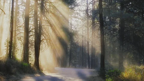Golden Light Rays Through Forest Trees Stock Footage 95961053