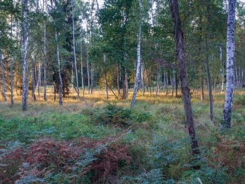 Golden light reflection on birch forest foliage. Stock Photos