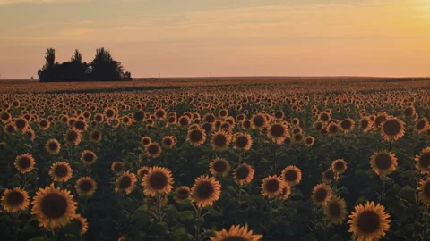 Golden light of the setting sun illuminating a beautiful sunflower field Stock Footage 340142616