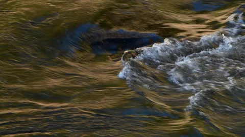 Golden Light on the South Platte Stock Footage 333349065