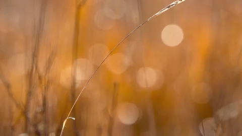 Golden light spring time grass bokeh background at sunset Stock Footage 339230944