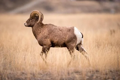 Golden light streams over a large big horn sheep ram Stock Photos