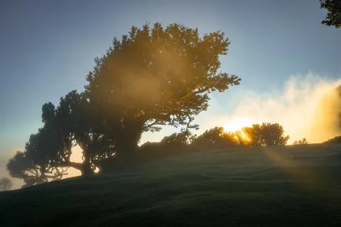 Golden light streams through forest trees at dawn. Serene, atmospheric. Perfe Stock Photos