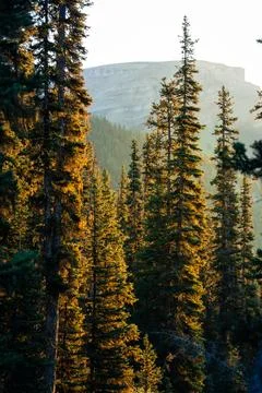 Golden light through pine forest, mountain backdrop Stock Photos