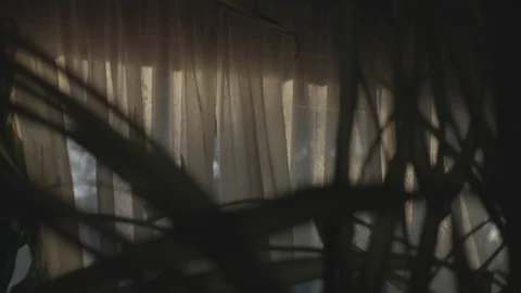Golden Light On White Window Shade With Houseplants 스톡 동영상 149952063
