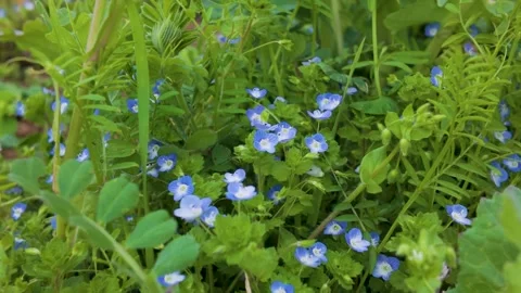 Golden Light Wildflowers Moving in Wind Japan 55s Scenic Nature Shot Stock Footage 336715934