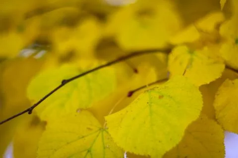 Golden linden tree 库存照片