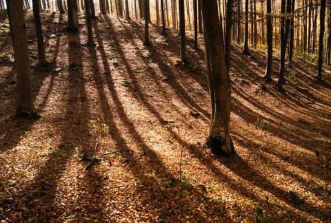 Golden lines Stock Photos