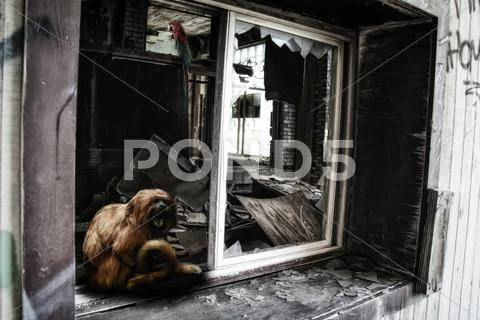 Golden Lion Tamarin and Macaw in Industrial Ruins Stock Photos