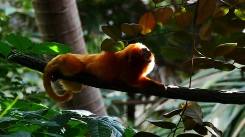 Golden lion tamarin calling Stock Footage 78486512
