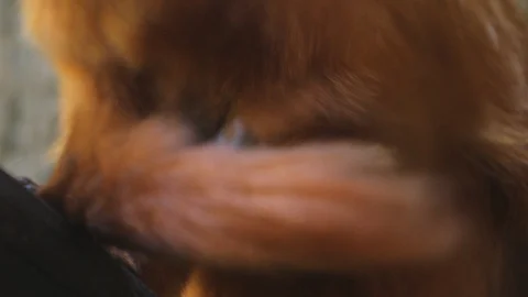 Golden lion tamarin closeup while it looks for parasitic insects such as Vidéo 114889902