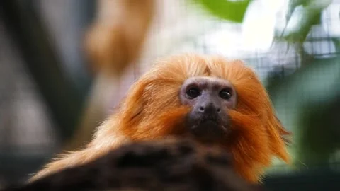 Golden lion tamarin (Leontopithecus rosalia) Vidéo 204990838