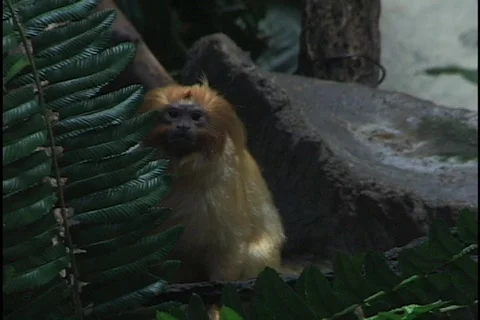 Golden Lion Tamarin Monkey 库存影片 297625