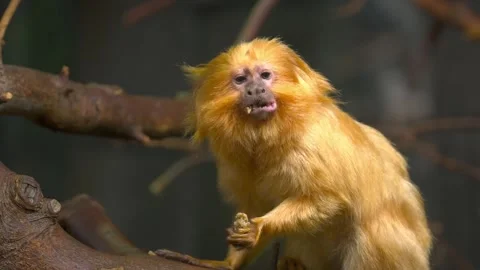 Golden lion tamarin monkey sitting on a tree branch eating and looking around 4k 스톡 동영상 328533989